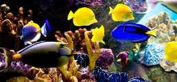 Tropical fish, reef tanks, aquarium livestock